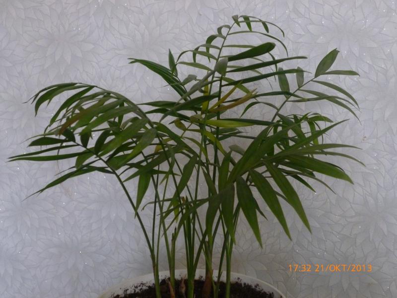 Название: Хамедорея (2).jpg
Просмотров: 1095
Размер: 66.5 Кб