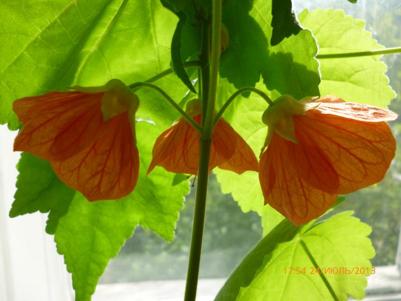 Название: P1000737.jpg
Просмотров: 1093
Размер: 54.5 Кб