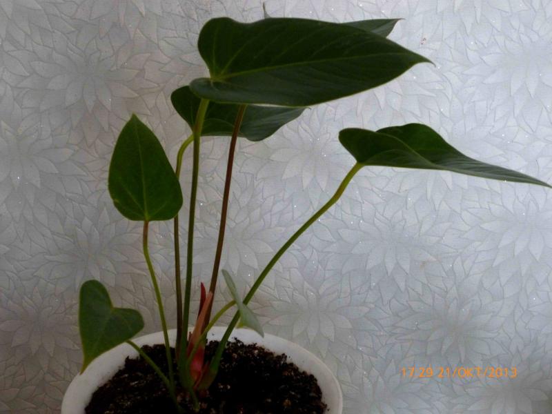 Название: Антуриум.jpg
Просмотров: 1622
Размер: 52.4 Кб