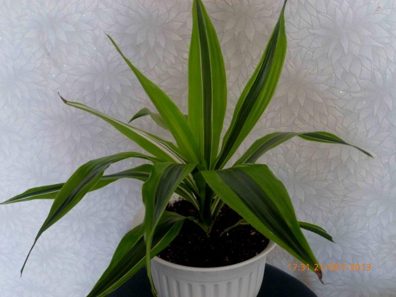 Название: Драцена (1).jpg
Просмотров: 1865
Размер: 51.9 Кб