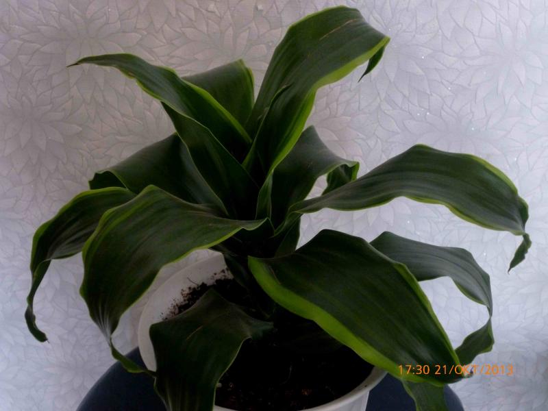 Название: Драцена (3).jpg
Просмотров: 1489
Размер: 49.5 Кб