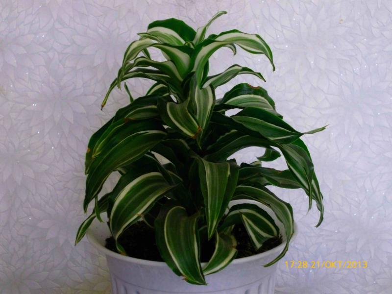 Название: Драцена.jpg
Просмотров: 2103
Размер: 56.4 Кб