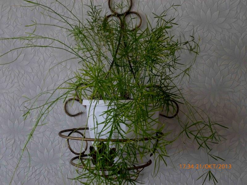 Название: Аспарагус.jpg
Просмотров: 1115
Размер: 86.4 Кб