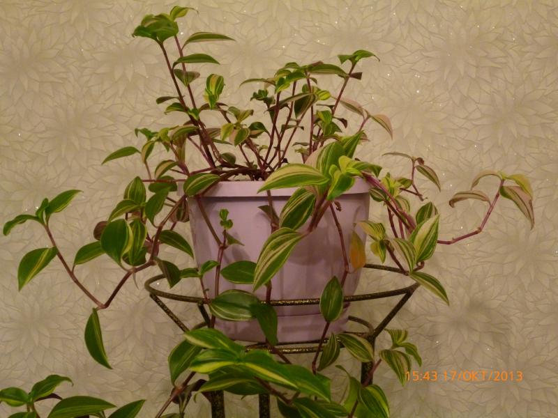 Название: Традесканция (2).jpg
Просмотров: 1232
Размер: 69.3 Кб