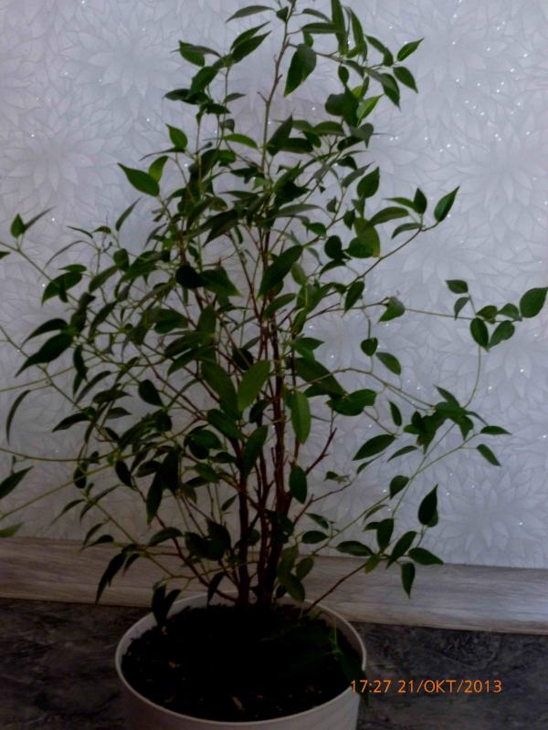 Название: Фикус.jpg
Просмотров: 1848
Размер: 68.3 Кб