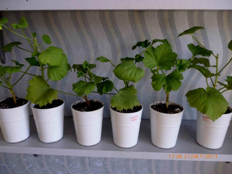 Название: P1010293.jpg
Просмотров: 1127
Размер: 59.1 Кб