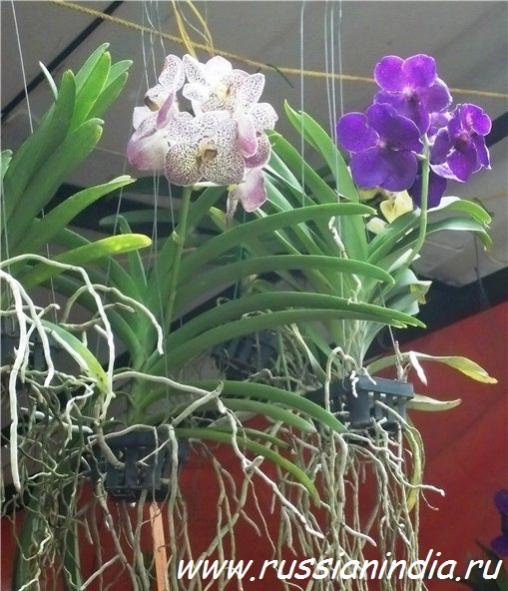 Название: 100_3228.jpg
Просмотров: 1354
Размер: 59.2 Кб