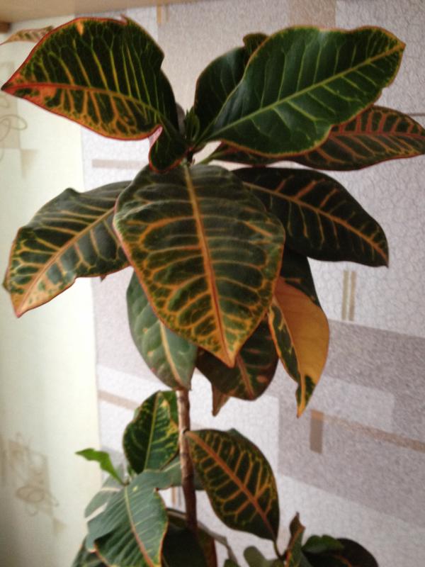 Название: IMG_0197.jpg
Просмотров: 1227
Размер: 59.8 Кб