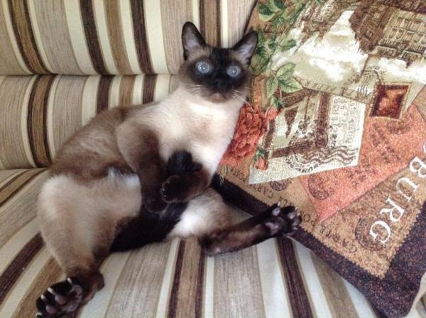 Название: 1390632_524024297673821_712686322_n.jpg
Просмотров: 581
Размер: 52.5 Кб