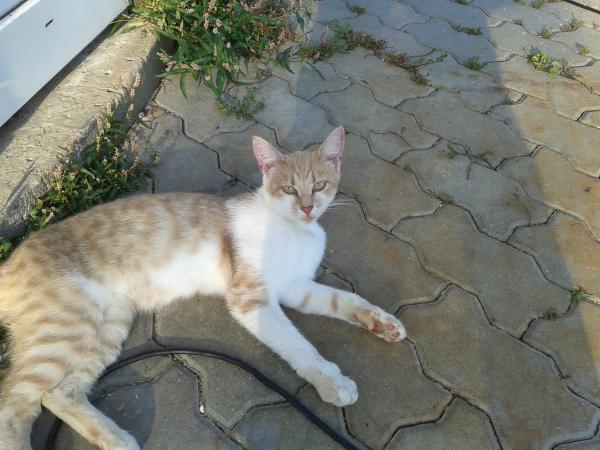 Название: 20130809_185326.jpg
Просмотров: 634
Размер: 46.8 Кб