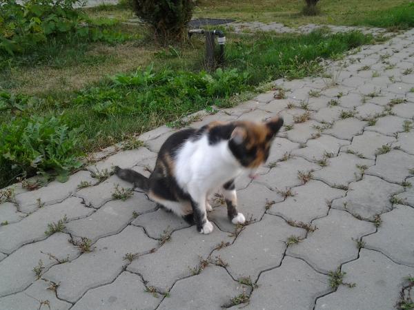 Название: 20120810_204446.jpg
Просмотров: 783
Размер: 51.2 Кб