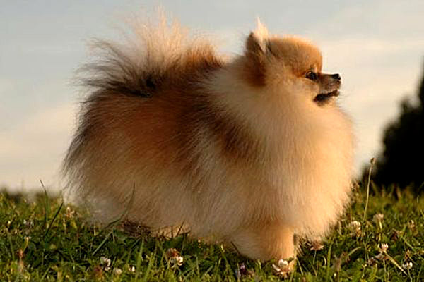 Название: Zwergspitz.jpg
Просмотров: 9614
Размер: 68.1 Кб