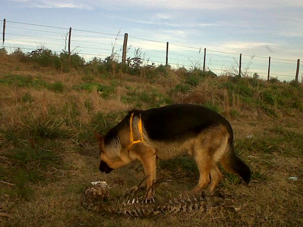 Название: IMG00586-20140614-1725.jpg
Просмотров: 752
Размер: 48.8 Кб
