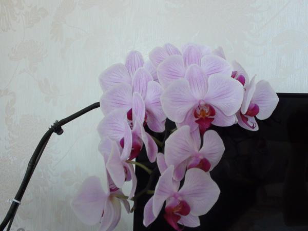 Название: 005.jpg
Просмотров: 719
Размер: 24.4 Кб