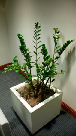 Название: 1_Zamioculcas.jpg
Просмотров: 358

Размер: 18.8 Кб