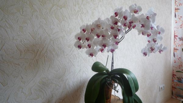 Название: P1040297.jpg
Просмотров: 695
Размер: 30.9 Кб