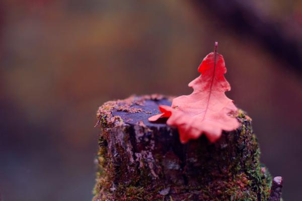 Название: DSC_3397.jpg
Просмотров: 1049
Размер: 21.3 Кб