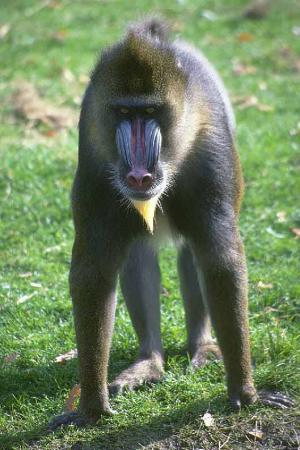 Название: obezyana vyxodit za ramki.jpg
Просмотров: 592
Размер: 30.5 Кб