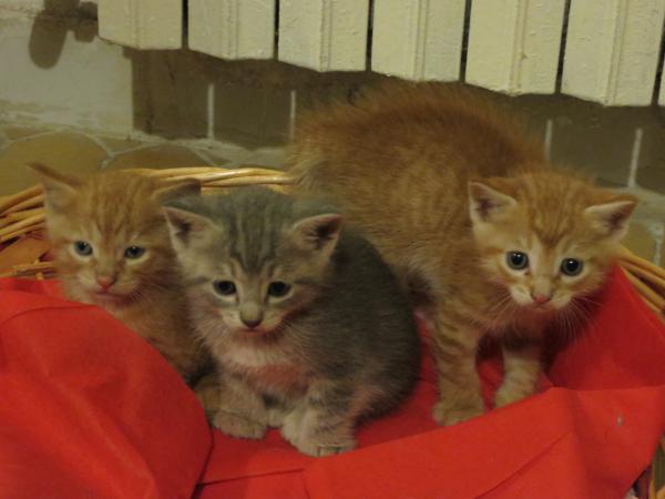 Название: Gattini.jpg
Просмотров: 526
Размер: 28.1 Кб