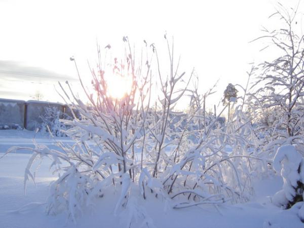 Название: DSC07330.jpg
Просмотров: 626
Размер: 36.4 Кб