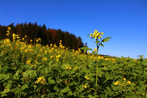Название: image.jpg
Просмотров: 761
Размер: 38.0 Кб
