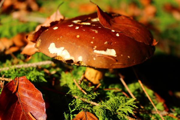 Название: image.jpg
Просмотров: 776
Размер: 39.5 Кб