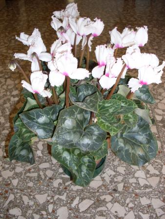 Название: SDC11731.jpg
Просмотров: 517
Размер: 38.0 Кб