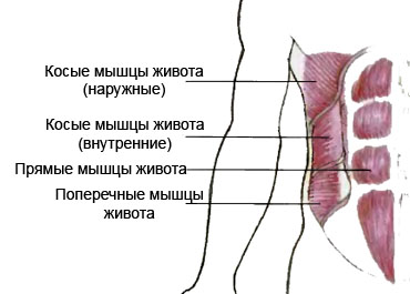 Название: myshcy-zhivota.jpg
Просмотров: 175

Размер: 62.9 Кб