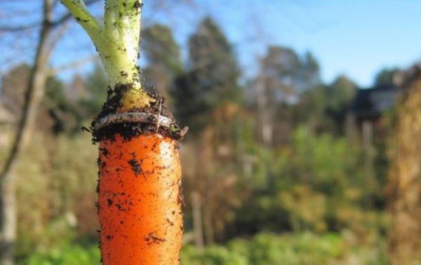 Название: кольцо 1.jpg
Просмотров: 517
Размер: 26.5 Кб