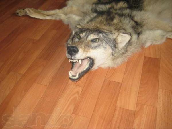 Название: 69957447_1_644x461_shkura-volka-volk-dikiy-kiev.jpg
Просмотров: 1647
Размер: 29.4 Кб