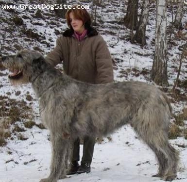 Название: Irish Wolfhound-2 years-Gray-1183928796.jpg
Просмотров: 759

Размер: 32.9 Кб