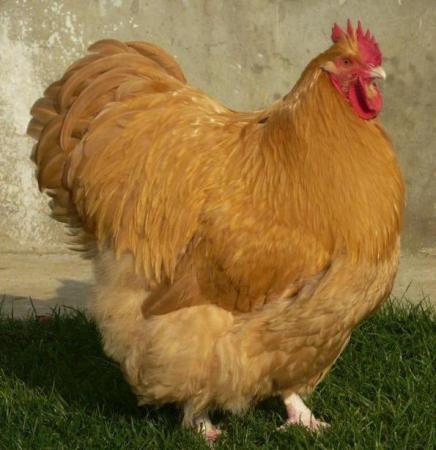 Название: buff-14.jpg
Просмотров: 1533
Размер: 30.4 Кб