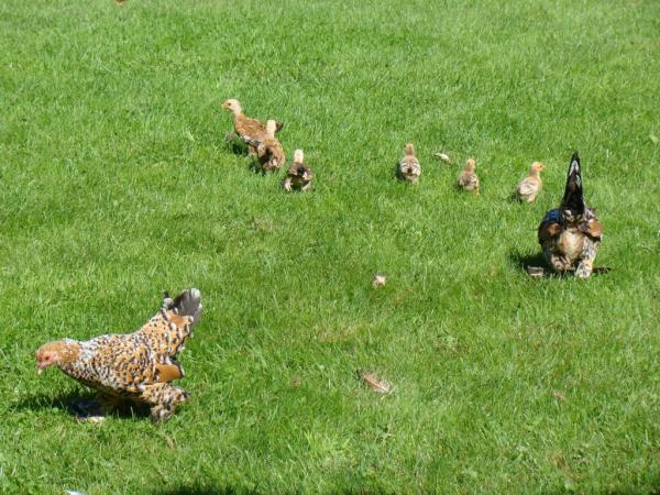 Название: DSC01782.jpg
Просмотров: 1214
Размер: 70.2 Кб