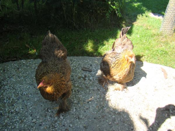 Название: DSC01785.jpg
Просмотров: 1251
Размер: 50.8 Кб