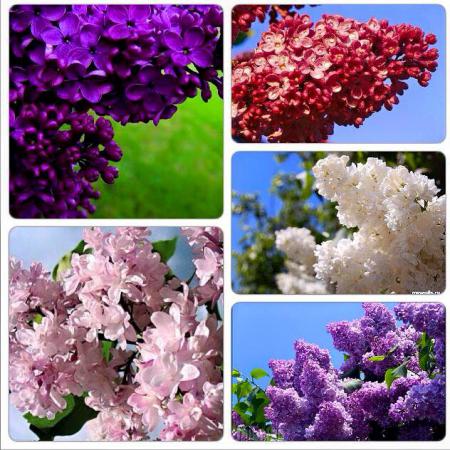 Название: 1513891_740317622753228_6126946305806269398_n.jpg
Просмотров: 1003
Размер: 54.7 Кб