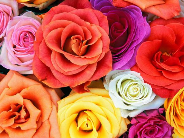 Название: roses_201.jpg
Просмотров: 732

Размер: 53.2 Кб