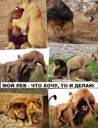 Название: лев.jpg
Просмотров: 837

Размер: 38.7 Кб