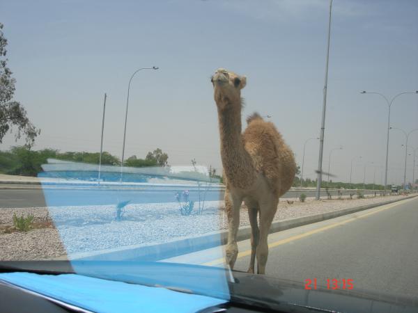 Название: DSC00766.jpg
Просмотров: 873
Размер: 27.3 Кб